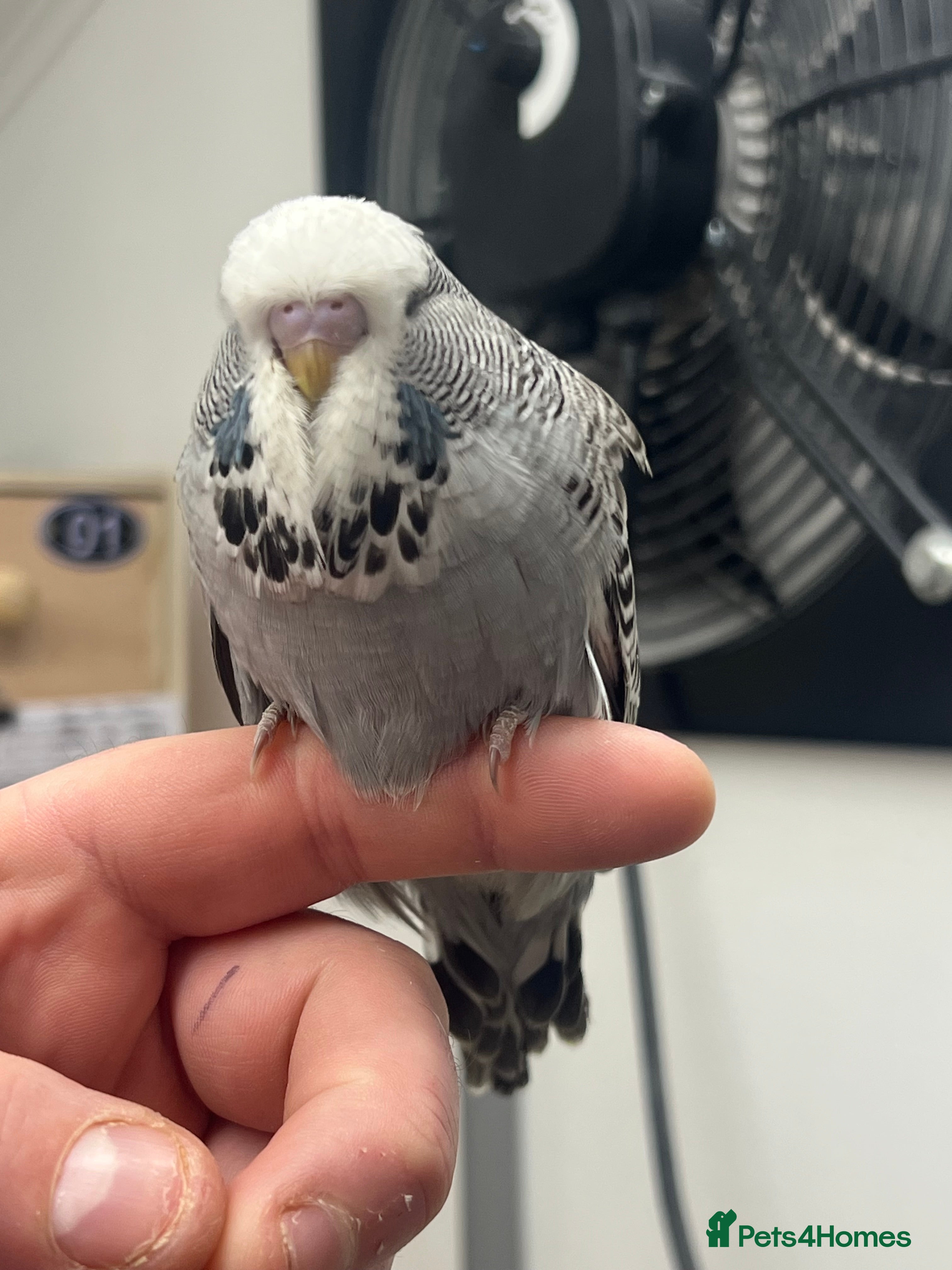 Budgerigars birds 2026 baby budgies & adult budgies  - Advert 2