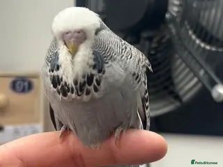 Budgerigars birds 2026 baby budgies & adult budgies - Advert 2
