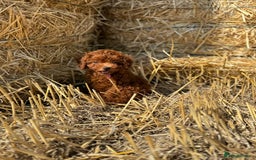 Toy Poodle dogs for sale: Toy Poodle Puppies–Asian Lines–Tiny Size - Image 7