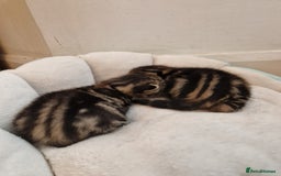 Mixed Breed cats for sale: 2 cute boys Russian blue and Bengal mix  - Advert 10