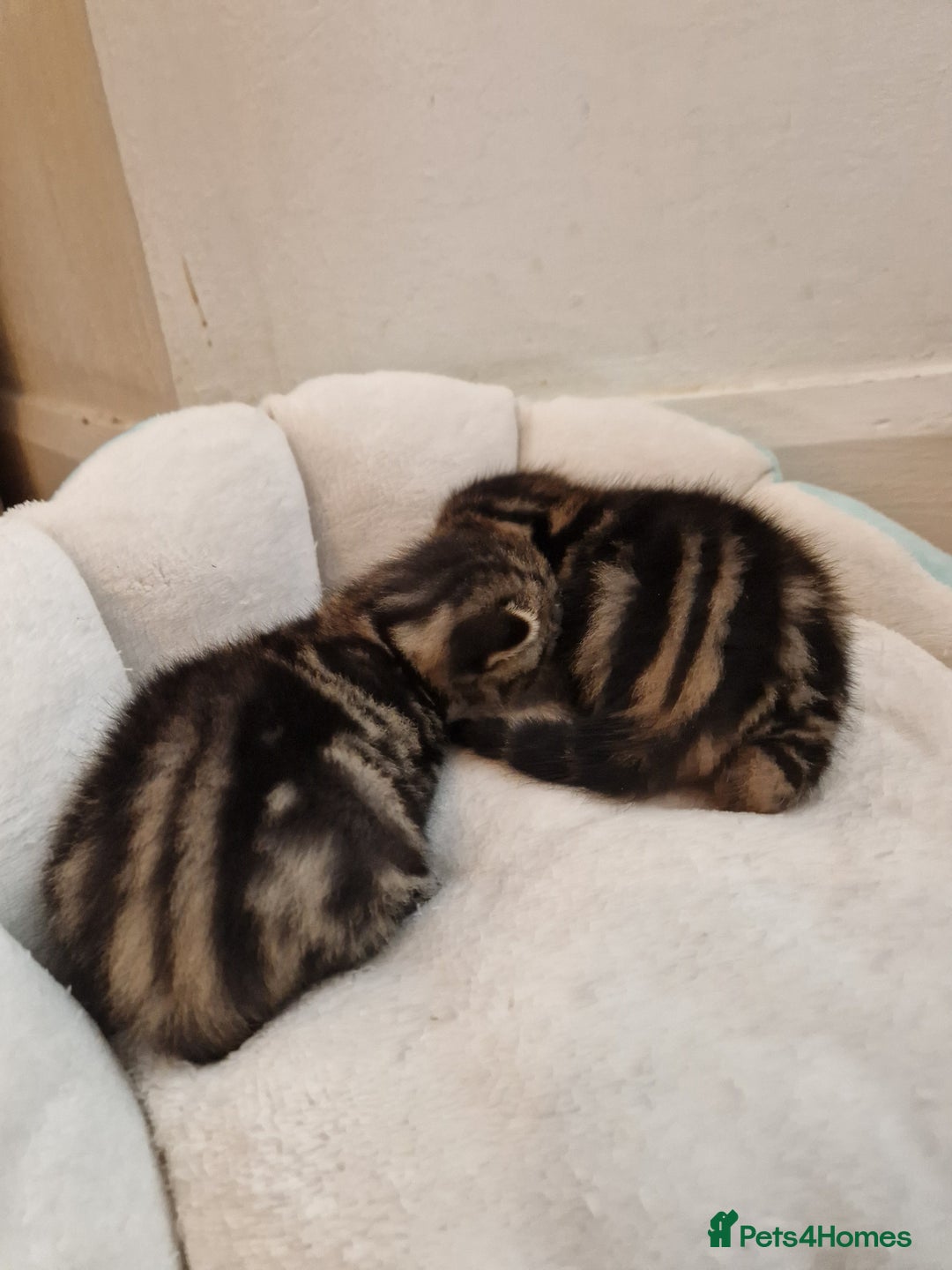 Mixed Breed cats for sale: 2 cute boys Russian blue and Bengal mix  - Advert 10