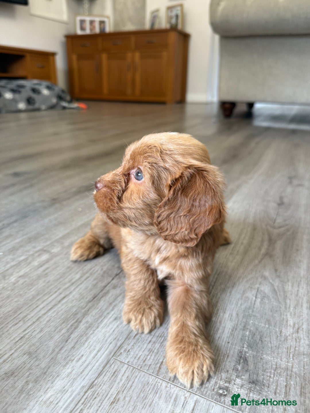 Cockapoo dogs for sale: STUNNING RED F1 COCKAPOO PUPPIES - Image 11