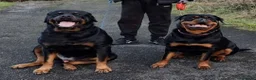Rottweiler dogs for sale: Exceptional huge Rottweiler pups from amazing line - Advert 11