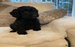Cockapoo dogs for sale: Cockerpoo pups - Image 2