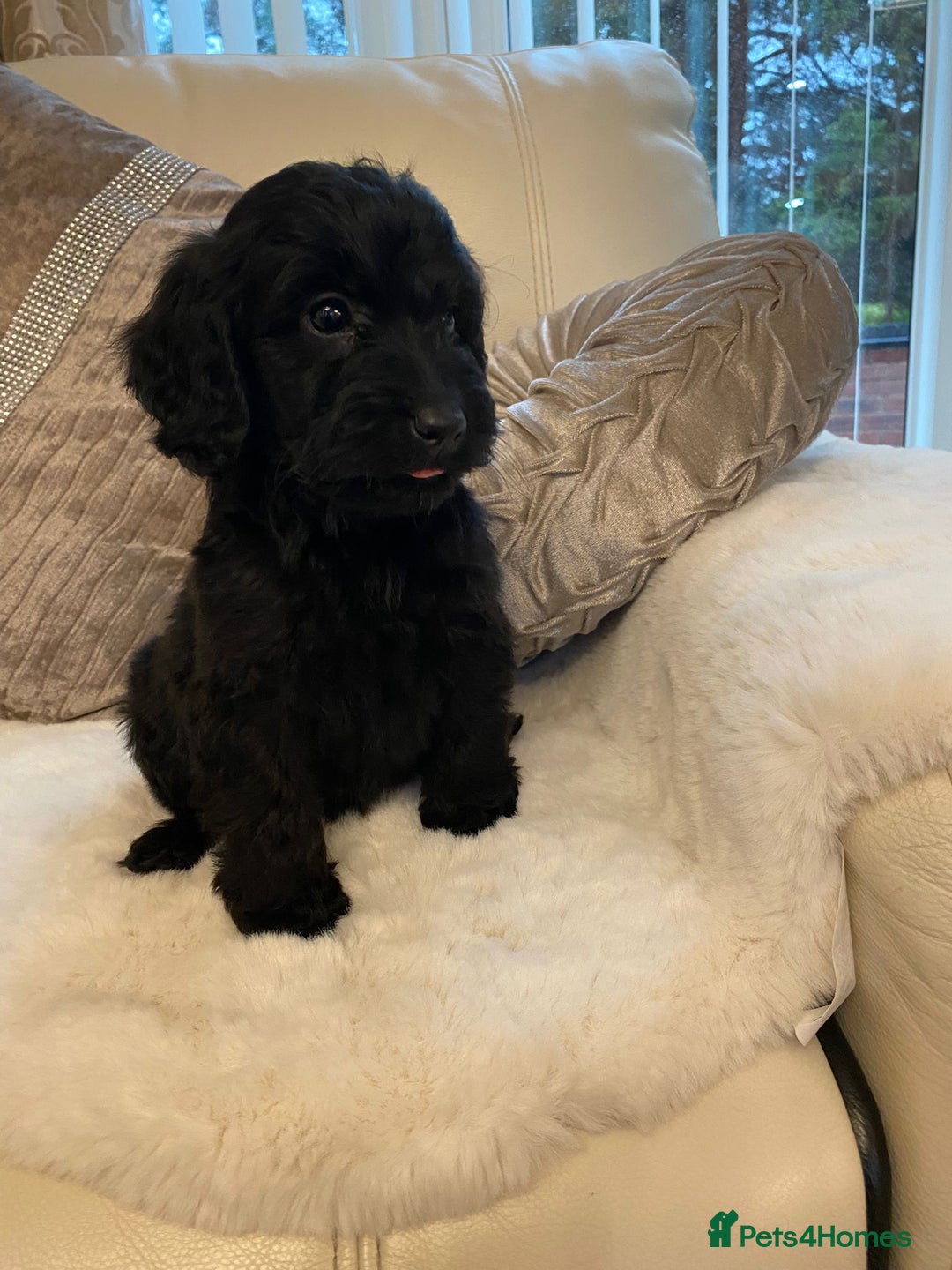 Cockapoo dogs for sale: Cockerpoo pups - Image 2