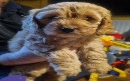 Cockapoo dogs for sale: Beautiful red girls - Image 1
