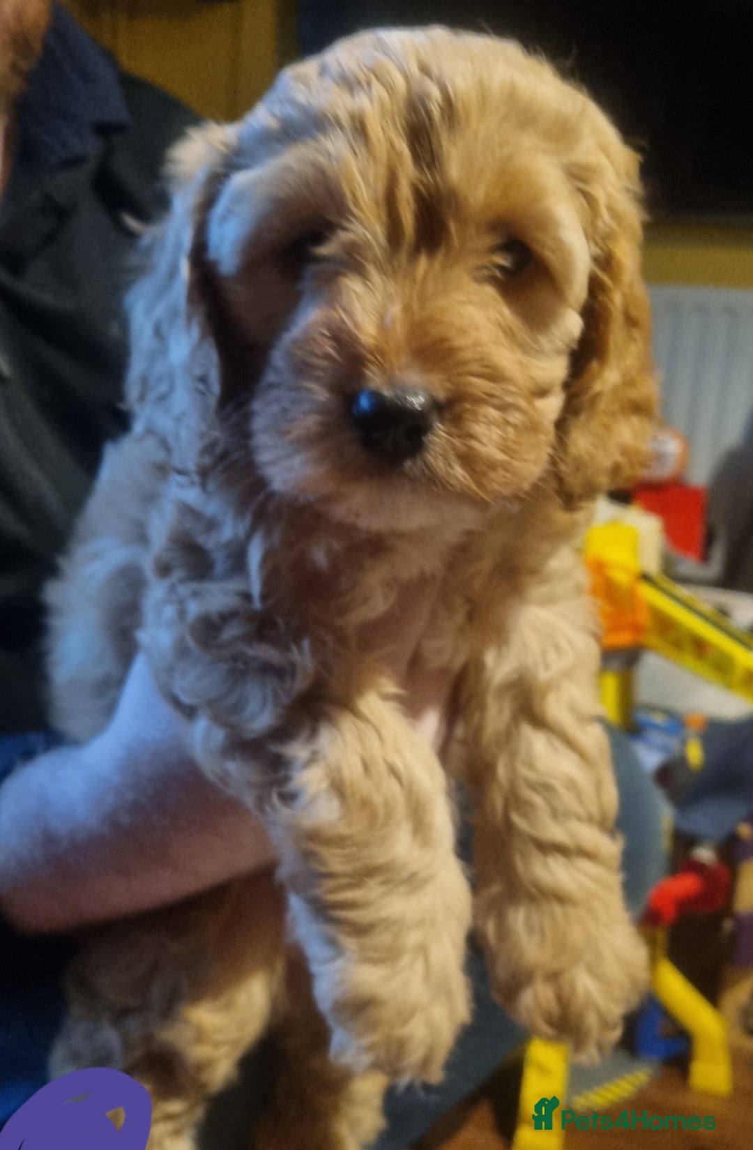 Cockapoo dogs for sale: Beautiful red girls - Image 1