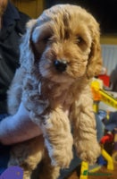 Cockapoo dogs - Advert 12