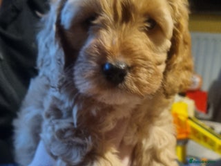 Cockapoo dogs - Advert 14