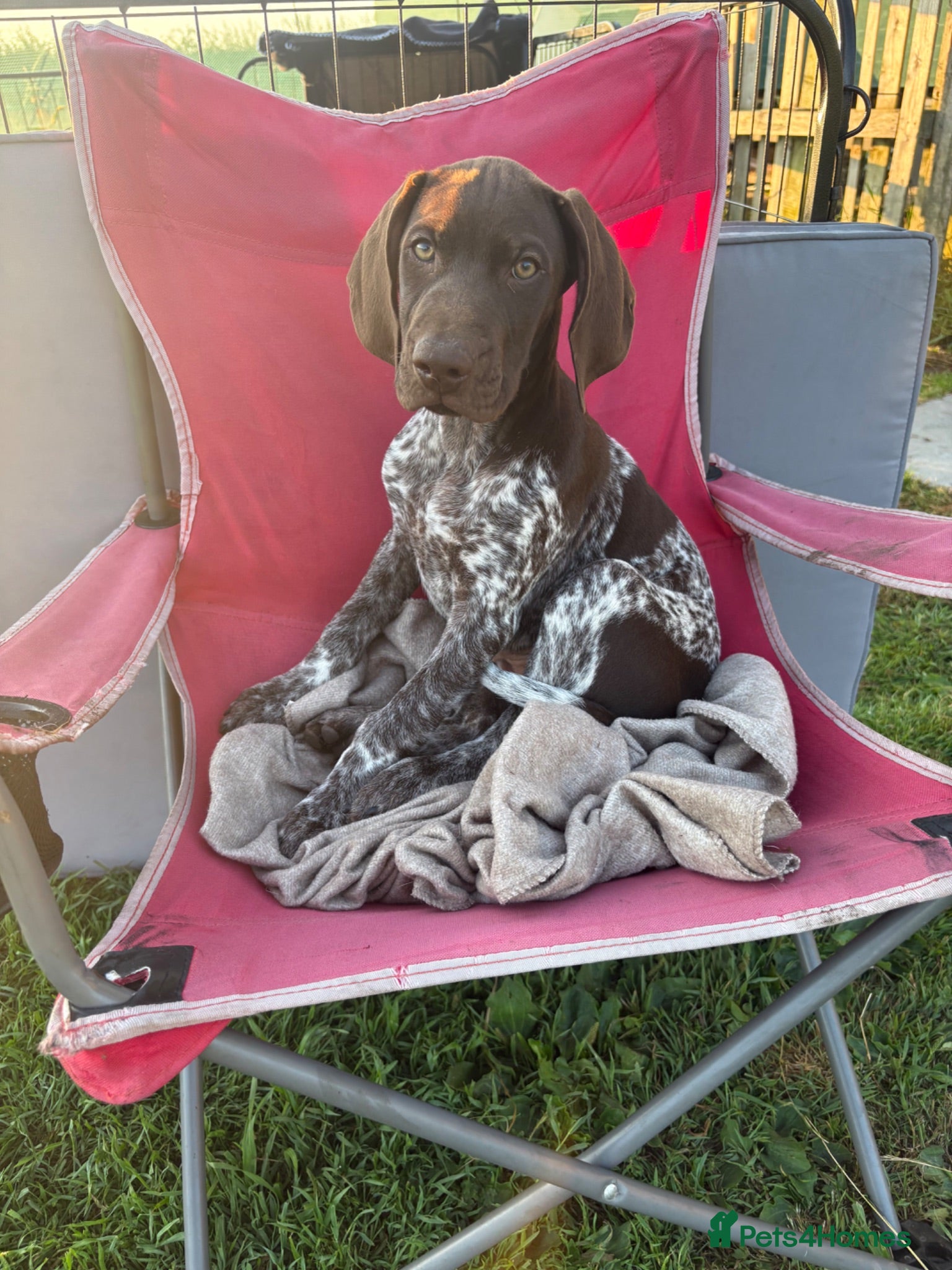 German Shorthaired Pointer dogs German shorthaired pointer - last baby boy  - Advert 6