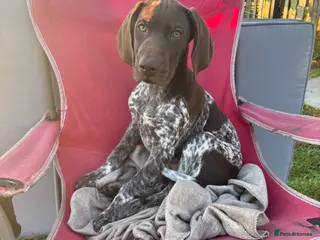 German Shorthaired Pointer dogs German shorthaired pointer - last baby boy - Advert 6