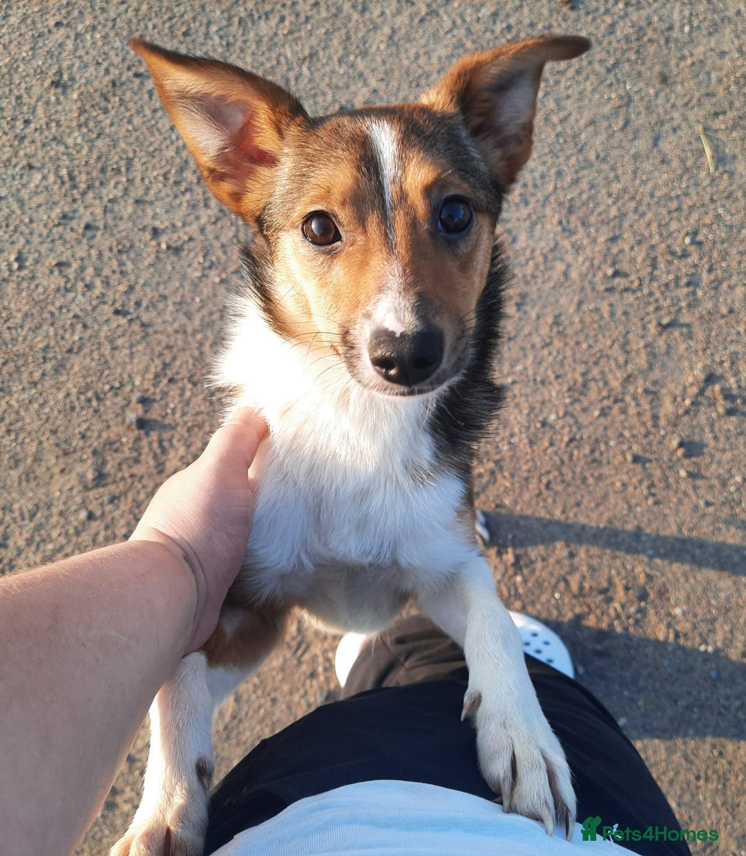 Mixed Breed dogs for adoption: 💖🐶 BRIDGET 🐶💖 - Image 1