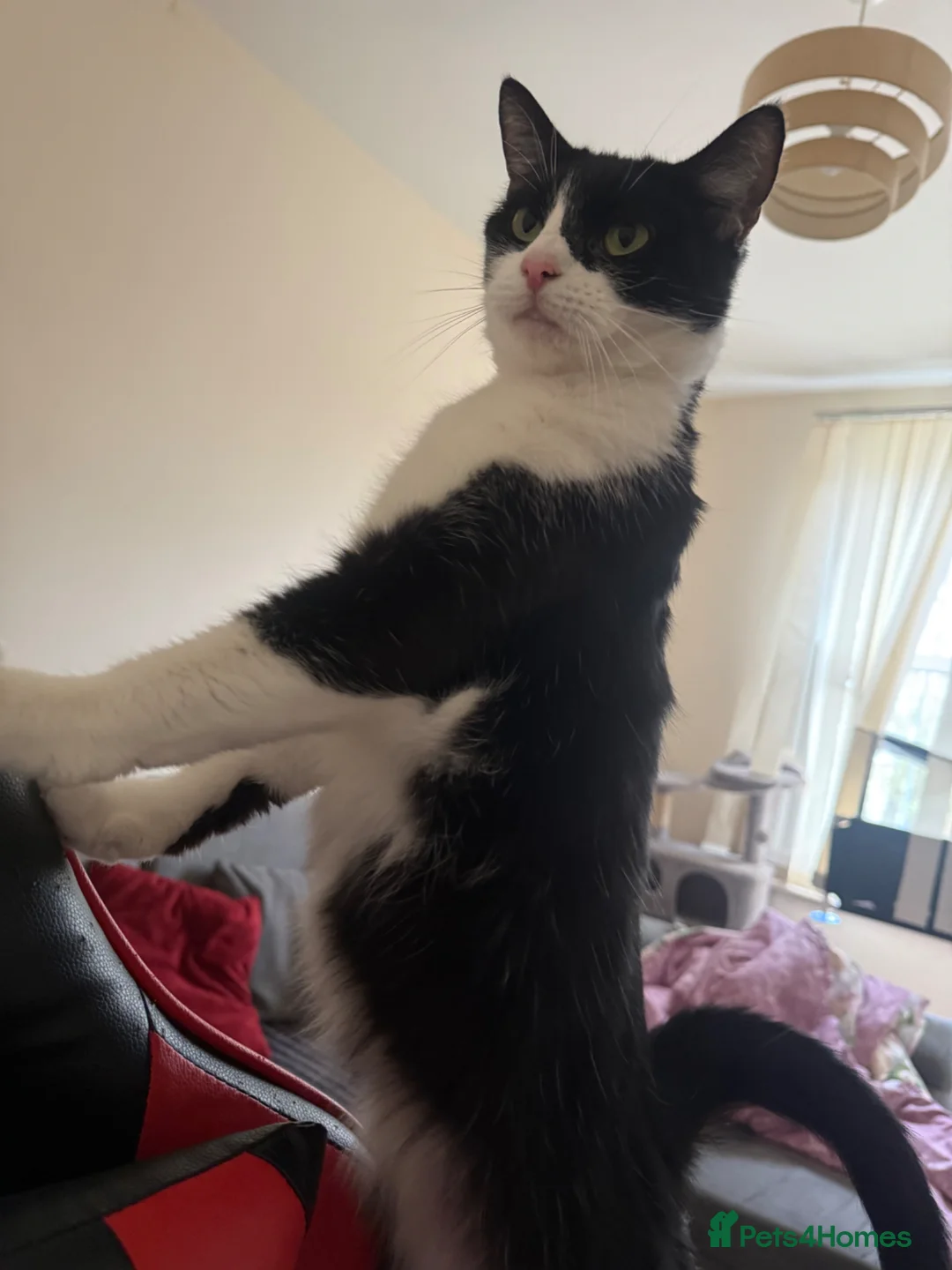 Mixed Breed cats for sale: Lovely cat  - Advert 4