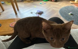 Bengal cats for sale: Female bengal - Image 3