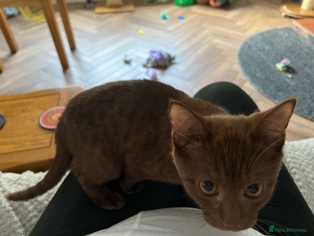 Bengal cats for sale: Female bengal - Image 3