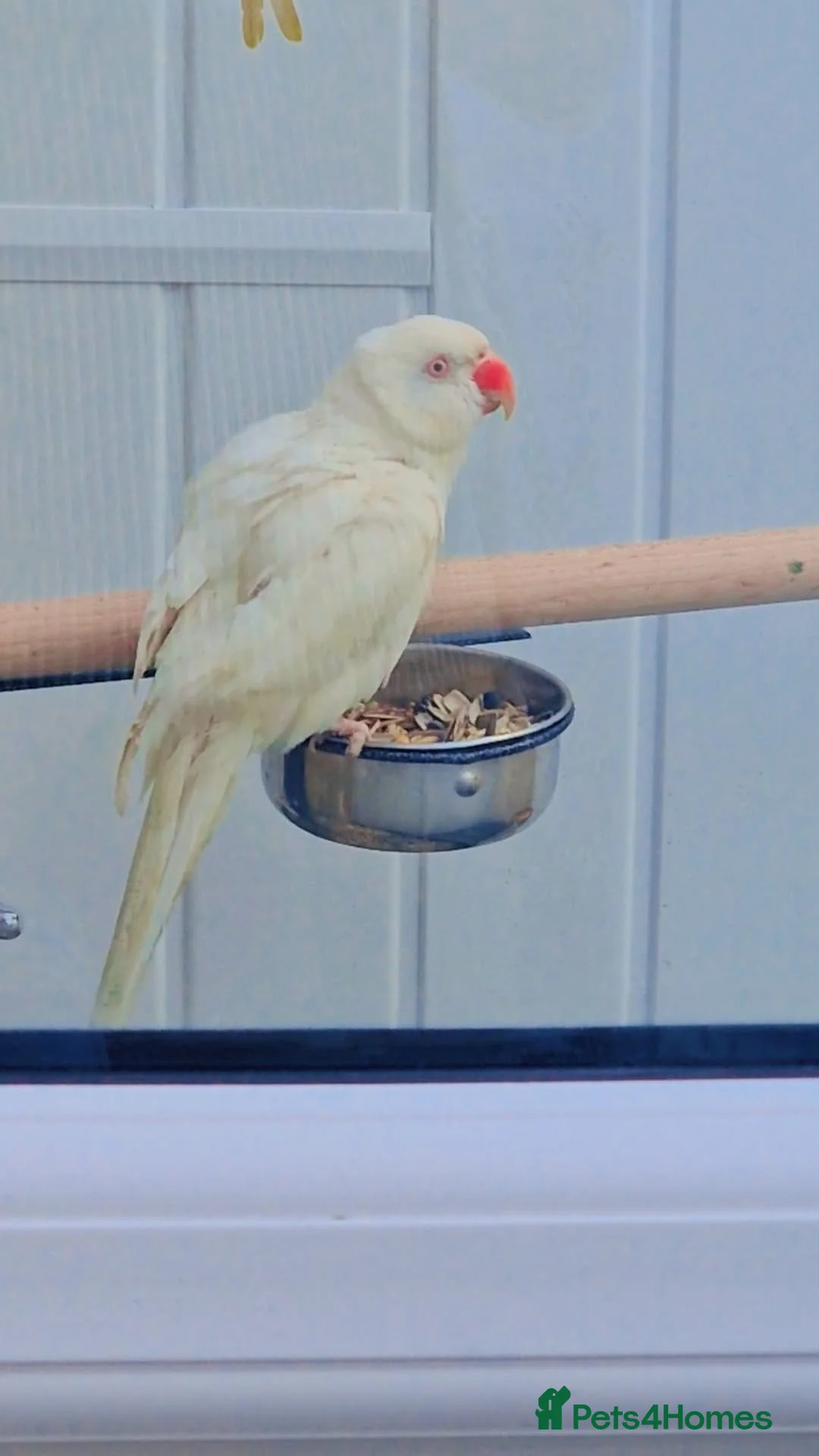 Parrots birds for sale: white female ringneck in Bradford - Advert 1