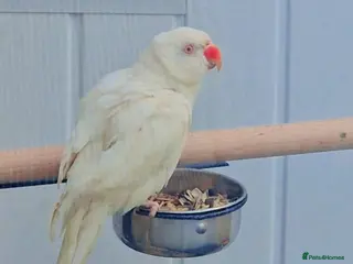 Parrots birds white female ringneck - Advert 11