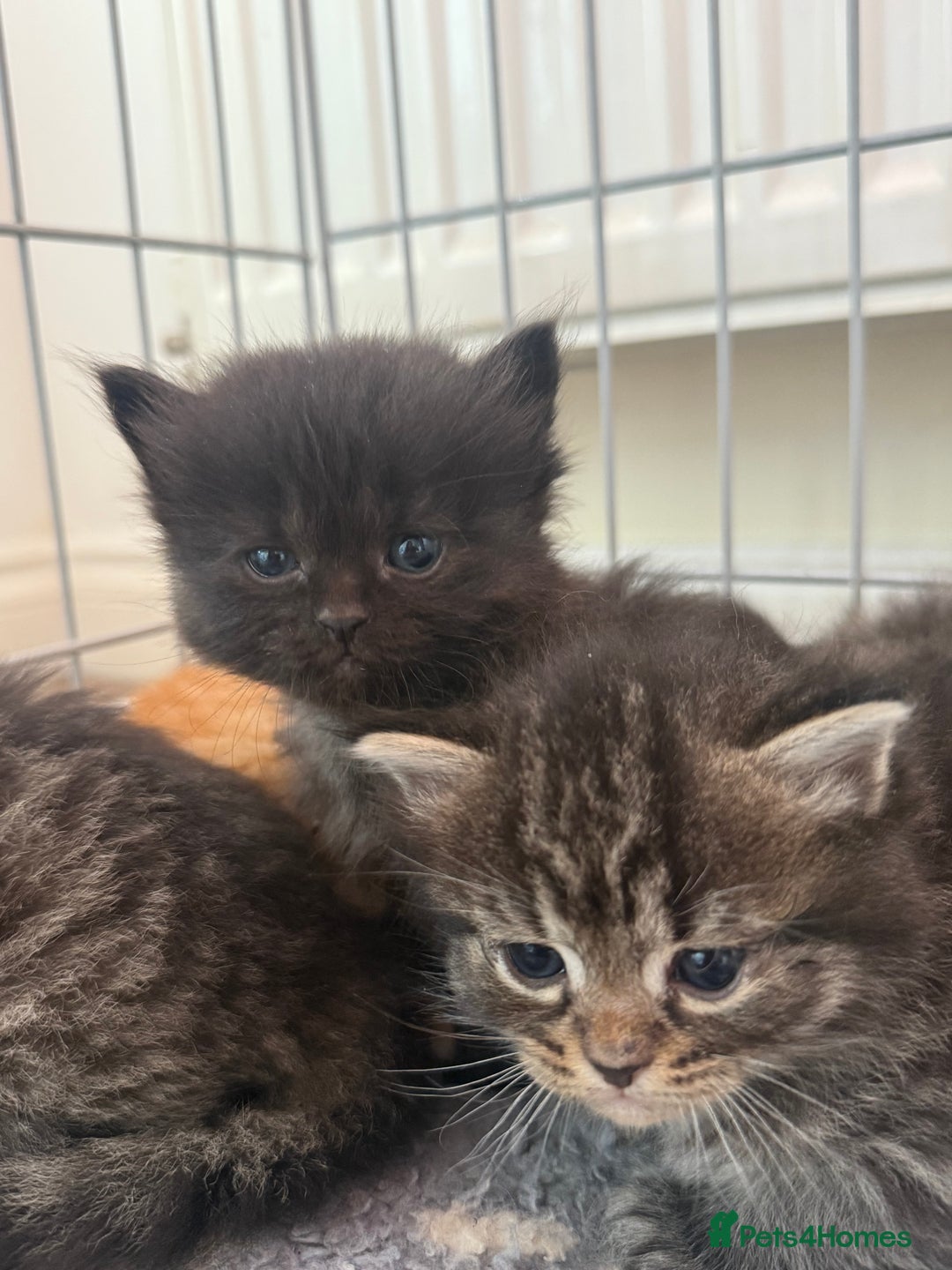 Ragdoll cats for sale: 4 ragdoll x tabby kittens left - Image 6