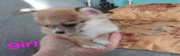 Chihuahua dogs for sale: I am looking for a loving home for my puppies - Advert 1