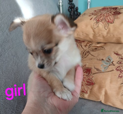 Chihuahua dogs - Advert 2