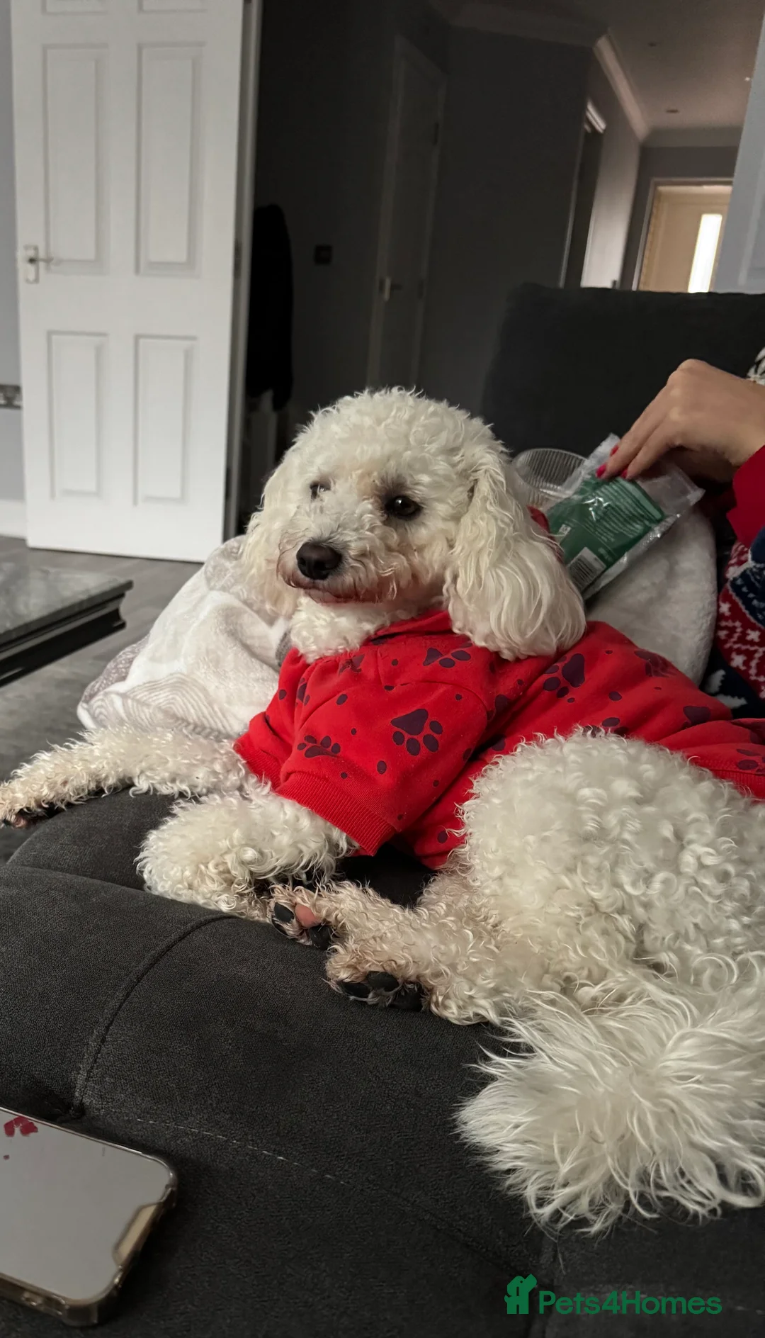 Maltipoo dogs for sale: Adult Maltipoo Sale - Advert 1