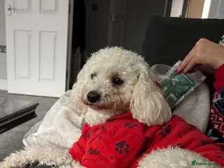 Maltipoo dogs Adult Maltipoo Sale - Advert 2