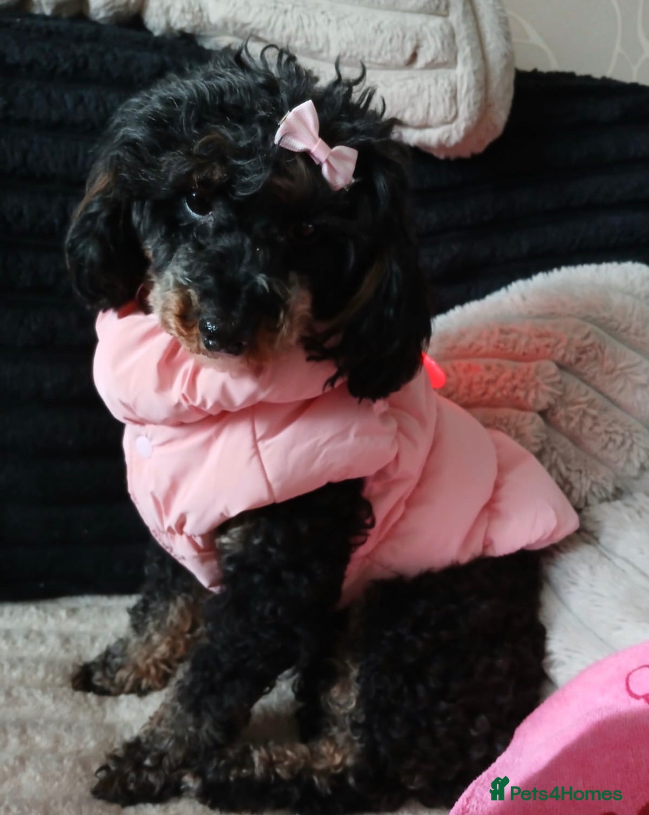 Toy Poodle dogs Beautiful Toy poodle Girl  - Advert 1