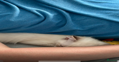 Ragdoll cats - Advert 7
