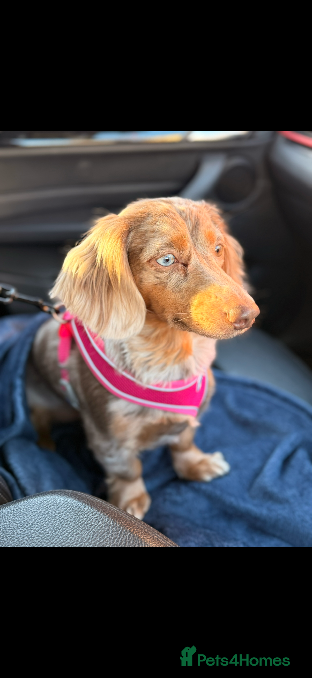 Miniature Dachshund dogs Long haired minature dachshunds - Advert 7