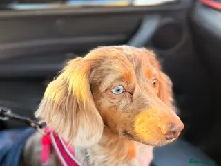 Miniature Dachshund dogs Long haired minature dachshunds - Advert 7