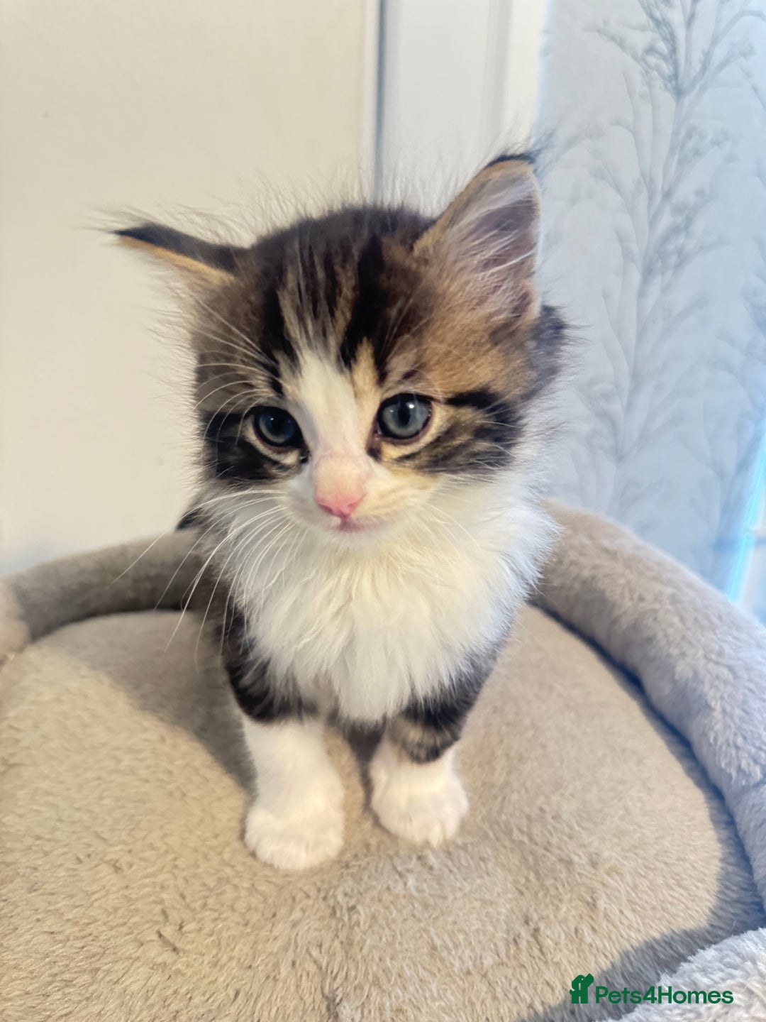 Ragdoll cats for sale: Beautiful Ragdoll Kittens - Advert 24