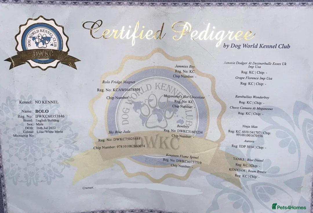 English Bulldog dogs for stud: Pedigree Lilac Merle English bulldog 🔥 Blue eyes  - Advert 2