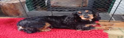 Cocker Spaniel dogs for sale: Expected litter due 12/3/26 - Advert 1