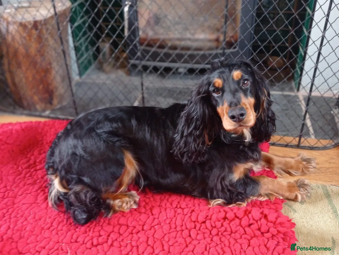 Cocker Spaniel dogs for sale: Expected litter due 12/3/26 - Advert 1