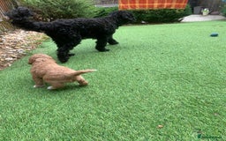 Cockapoo dogs for sale: 🐶F1B COCKAPOOS 5* HEALTHY CHECK🐶 - Image 5