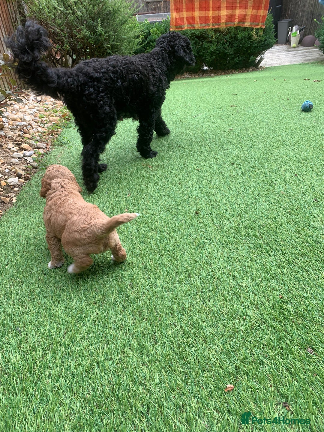 Cockapoo dogs for sale: 🐶F1B COCKAPOOS 5* HEALTHY CHECK🐶 - Image 5