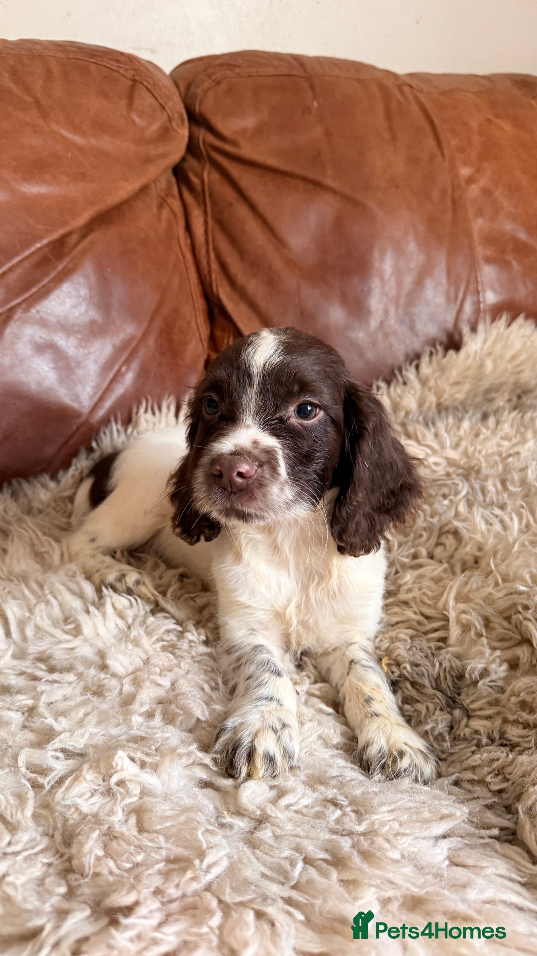 English Springer Spaniel dogs for sale: Stunning Litter of Beautiful Working ESS Puppies. - Advert 10