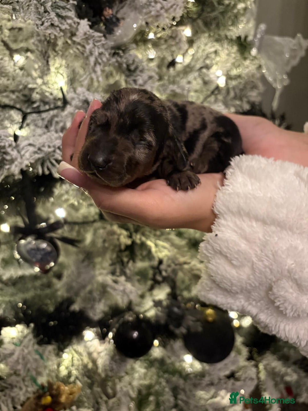 Miniature Dachshund dogs for sale: Miniature dapple daschund puppies for sale - Advert 20