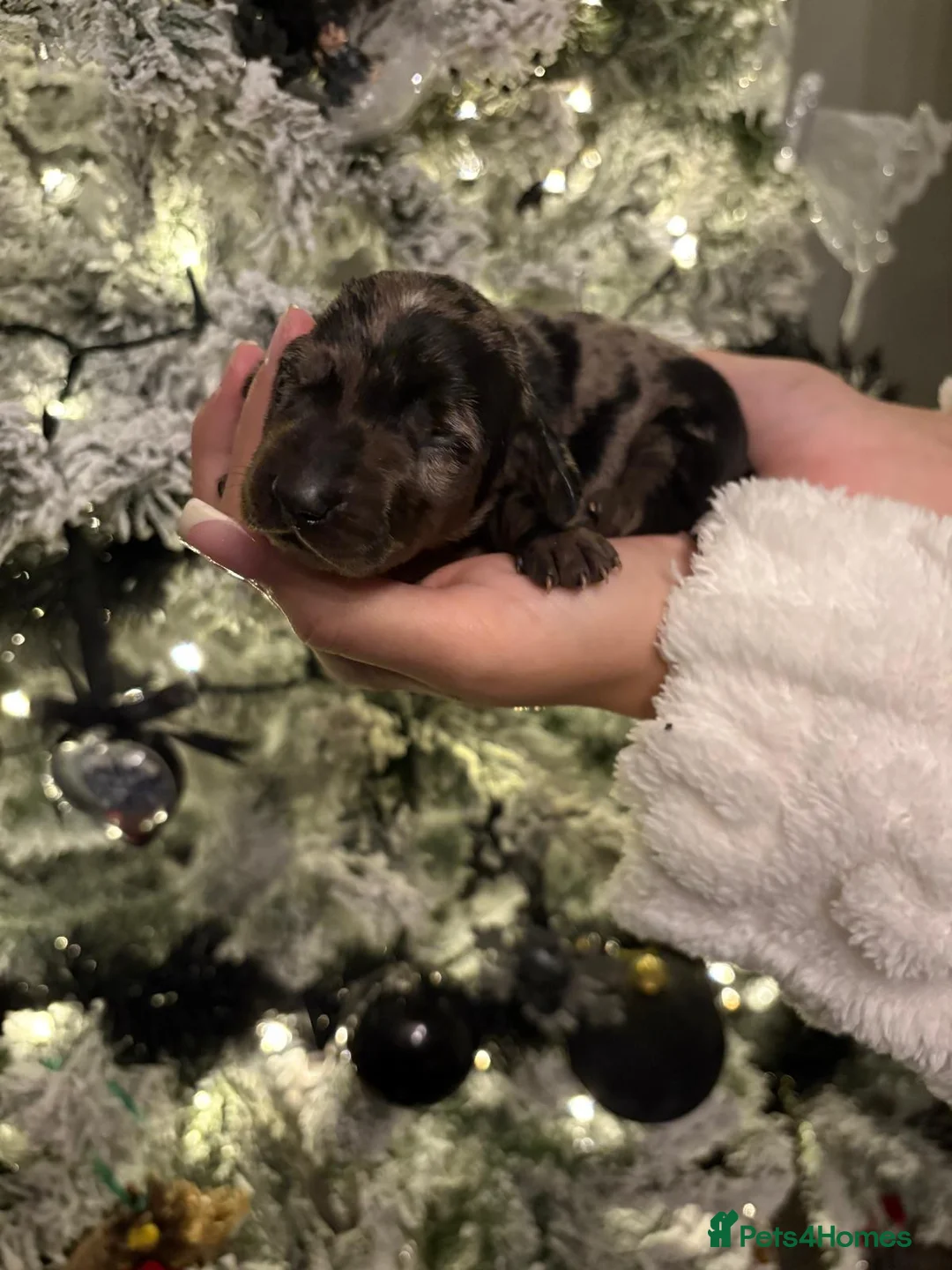 Miniature Dachshund dogs for sale: READY TO GO! dapple/merle daschund puppies - Advert 24