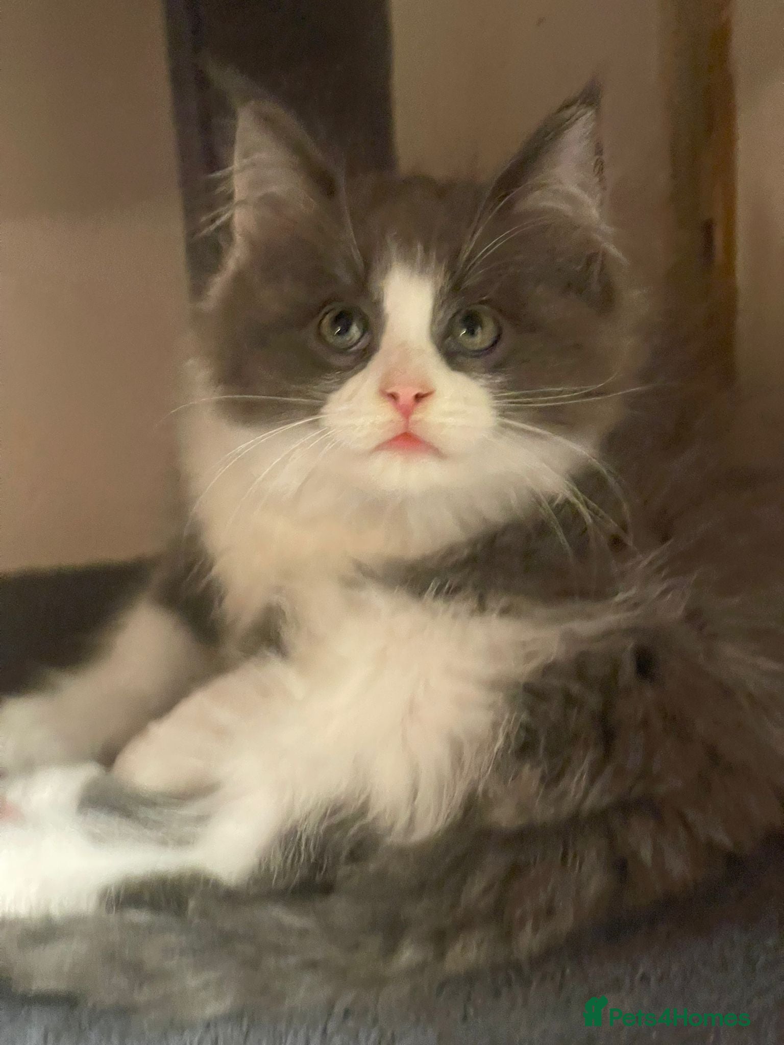 Maine Coon cats Tica reg maincoon kittens (active)  1 MALE LEFT - Advert 13