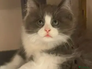 Maine Coon cats Tica reg maincoon kittens (active) 1 MALE LEFT - Advert 13