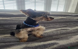 Yorkshire Terrier dogs for stud: Gorgeous tiny black and brown yorkshire terrier  in Hereford - Image 22