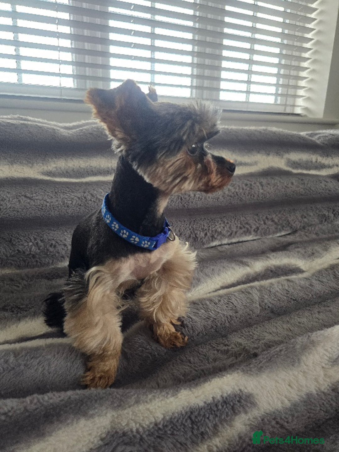 Yorkshire Terrier dogs for stud: Gorgeous tiny black and brown yorkshire terrier  in Hereford - Image 22