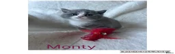 British Shorthair cats for sale: Stunning Blue British Shorthair Kittens  - Advert 12