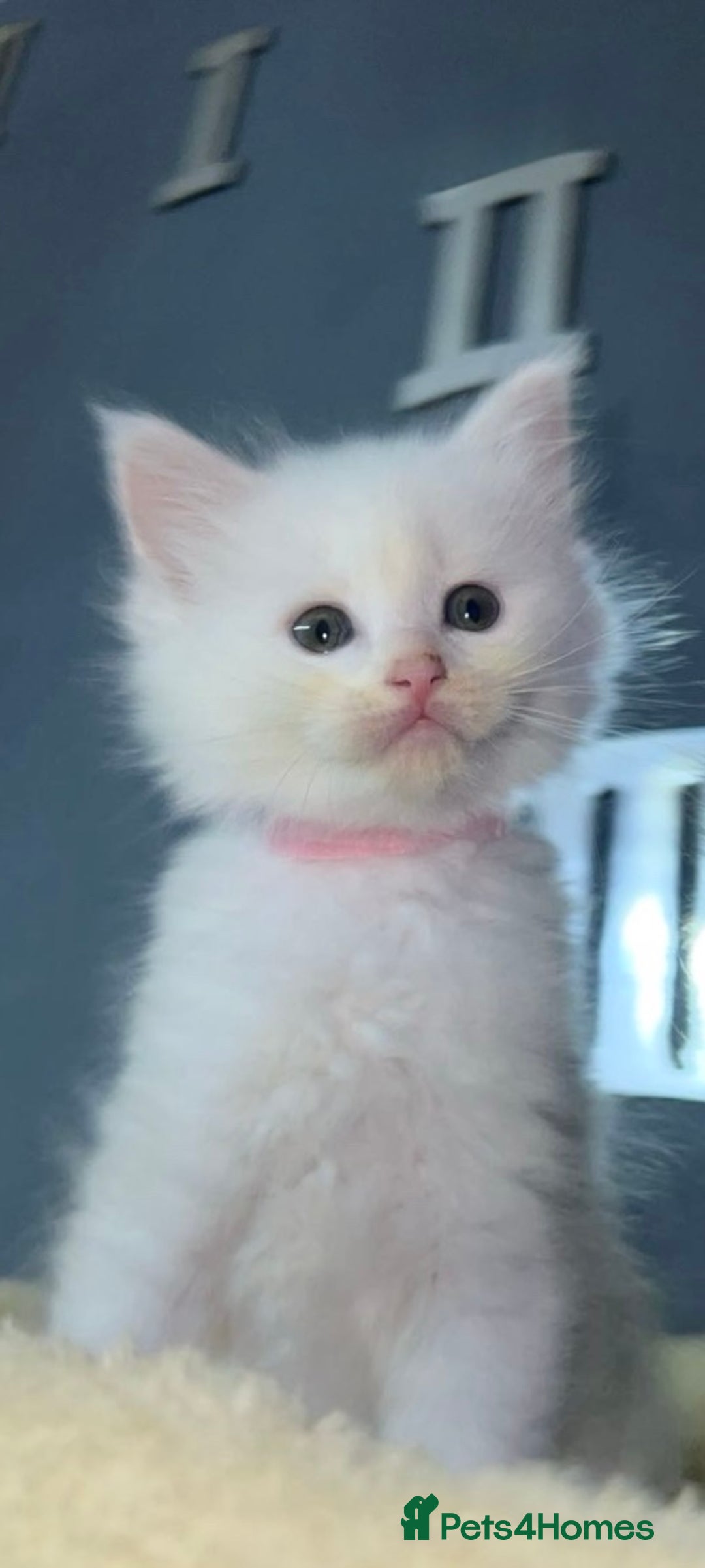 Mixed Breed cats for sale: Maine Coon X Ragdoll Kittens - Advert 6