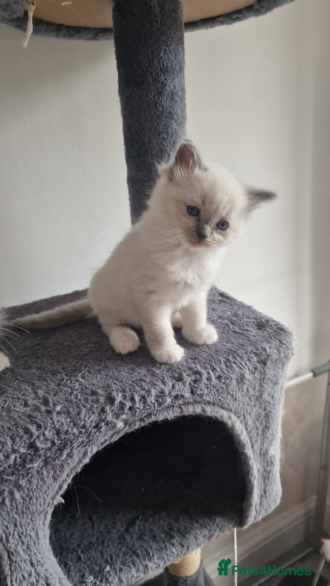 Ragdoll cats 3 blue point ragdoll kittens for sale - Advert 1