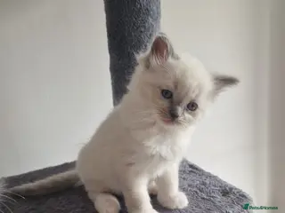 Ragdoll cats 3 blue point ragdoll kittens for sale - Advert 1