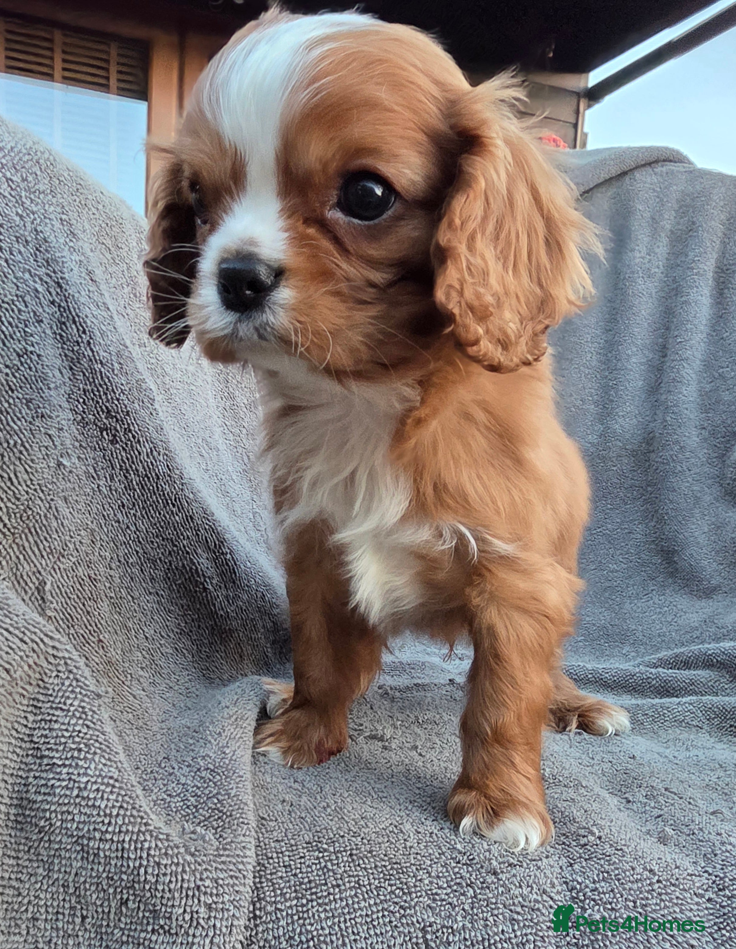 Cavapoo dogs Beautiful cavapoo puppies  - Advert 2