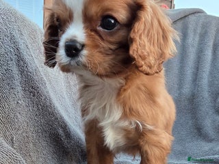 Cavapoo dogs Beautiful cavapoo puppies - Advert 3