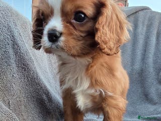 Cavapoo dogs Beautiful cavapoo puppies - Advert 16